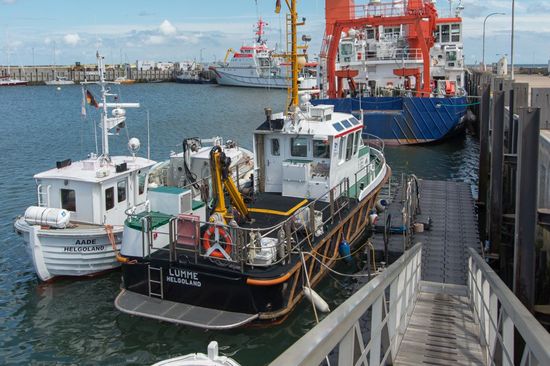 Lumme Helgoland