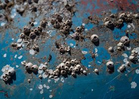 Biofouling am Schiffsrumpf
