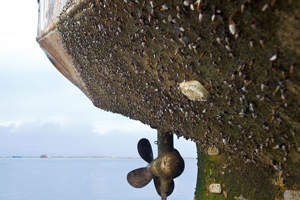 Biofouling Schiffsrumpf