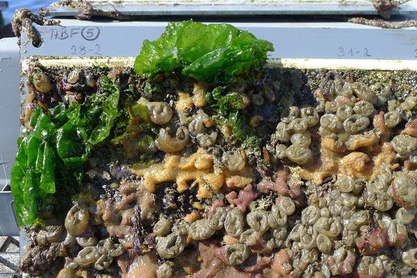 Biofouling-Testplatte