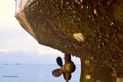 Biofouling an Schiffsrumpf und Propeller