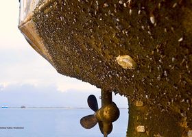 Biofouling am Schiffsrumpf