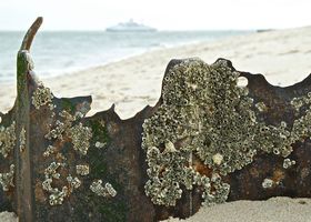 Biofouling